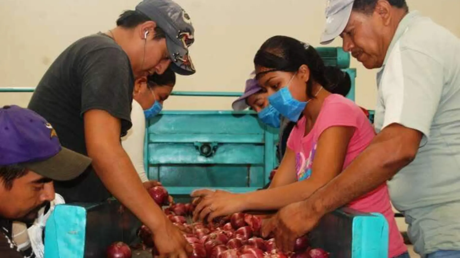 Agricultura-cebolla (1)